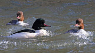 Common Merganser