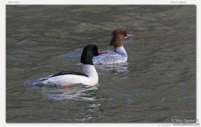 Common Merganser adult, identification