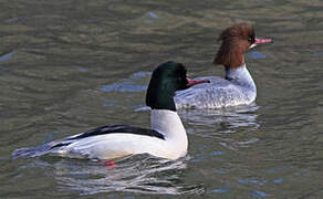 Common Merganser