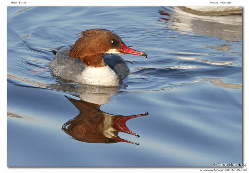 Common Merganser, identification