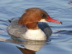 Common Merganser