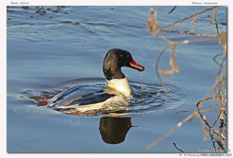 Common Merganser, identification