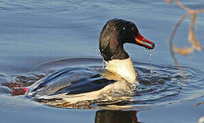 Common Merganser