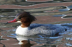 Common Merganser