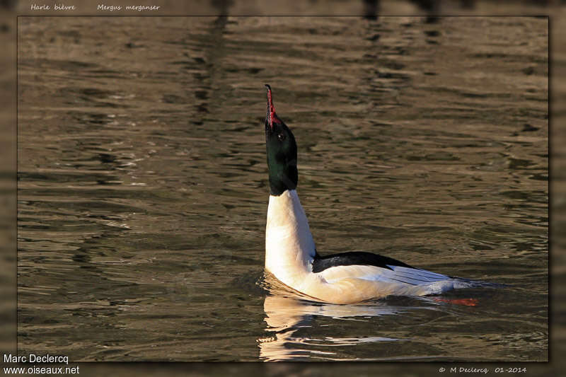 Common Merganser male adult breeding, courting display, Behaviour