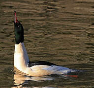 Common Merganser