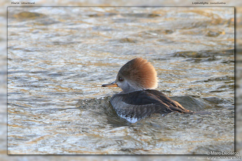 Hooded Merganser female, identification