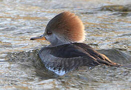 Hooded Merganser