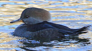 Hooded Merganser