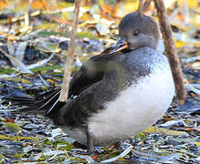 Hooded Merganser