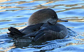 Hooded Merganser