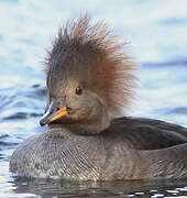 Hooded Merganser