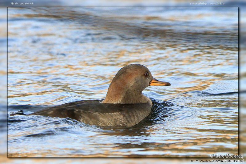 Hooded Merganser