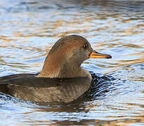 Hooded Merganser