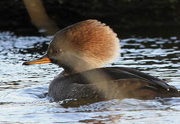 Hooded Merganser