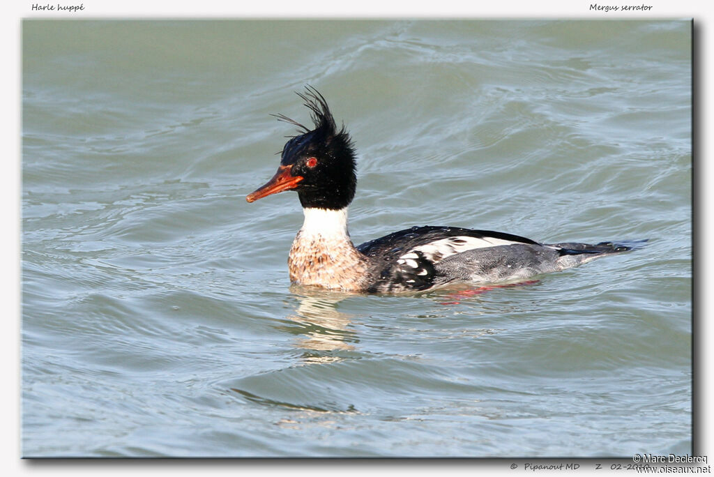 Red-breasted Merganser male