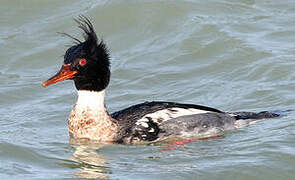 Red-breasted Merganser