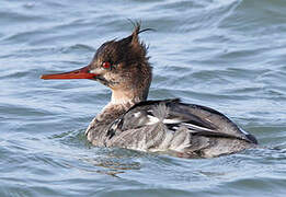 Red-breasted Merganser