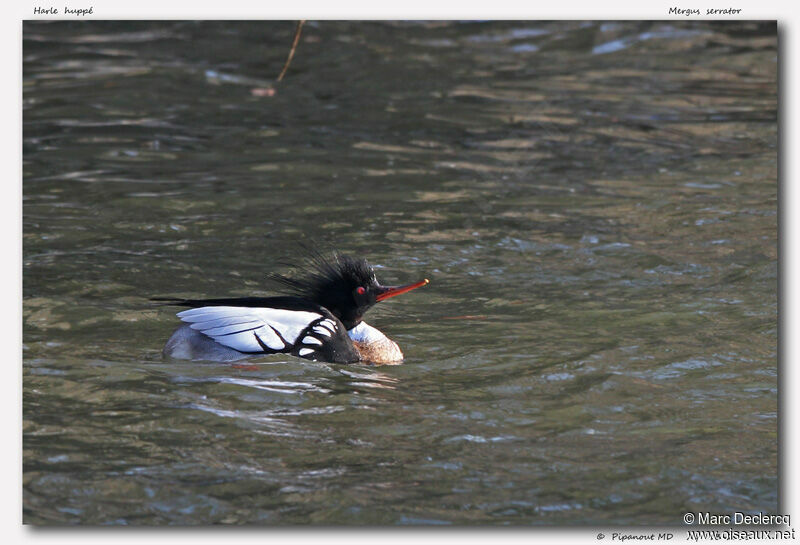 Harle huppé mâle adulte, identification