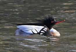 Red-breasted Merganser