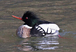 Red-breasted Merganser