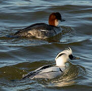 Smew