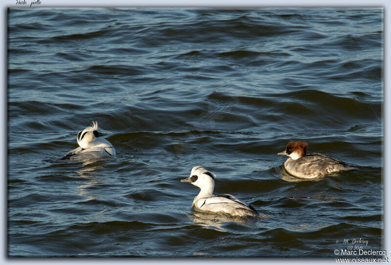 Smew