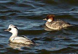 Smew