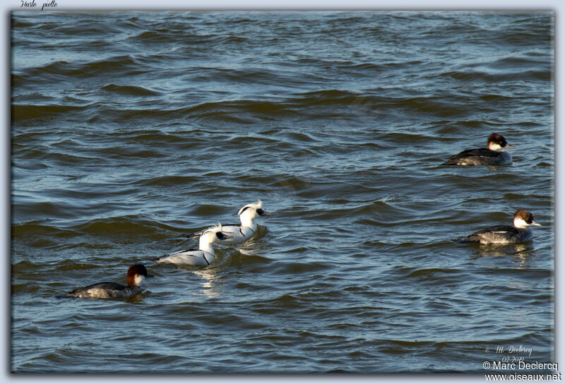 Smew