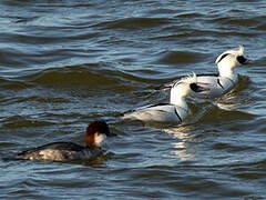 Smew