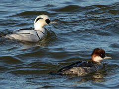 Smew