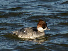 Smew