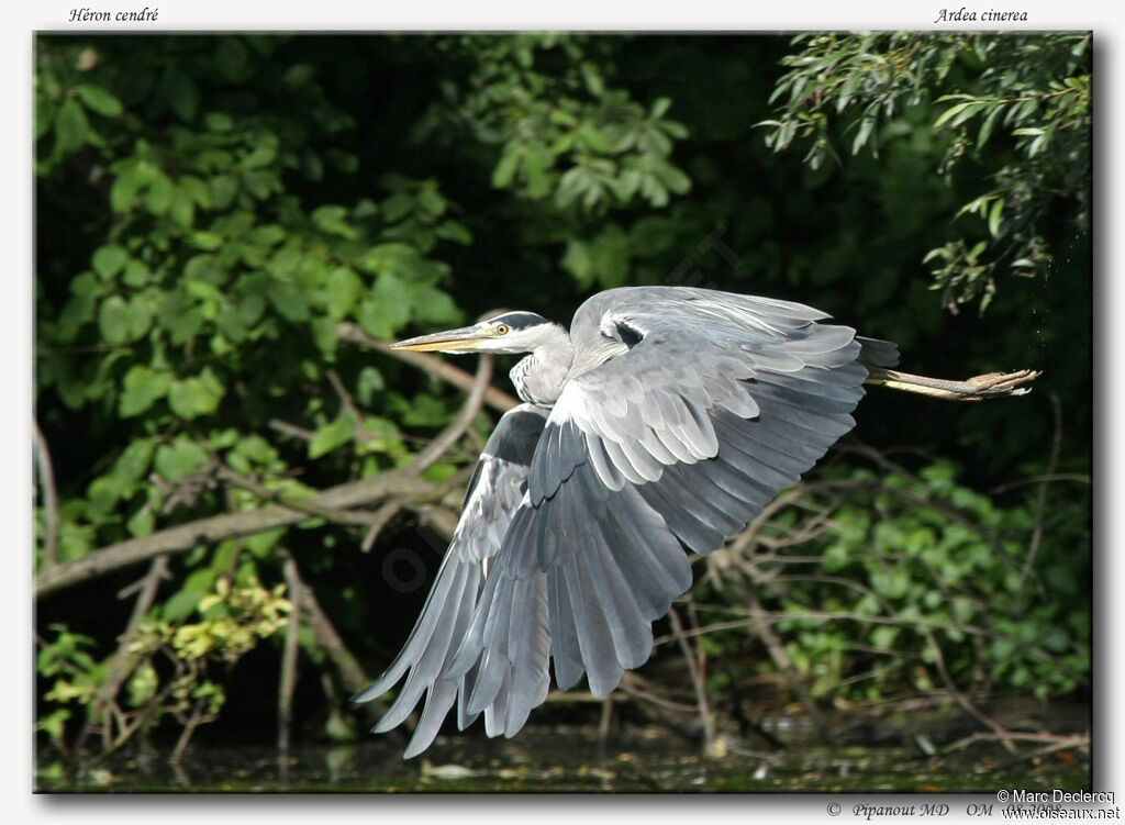 Grey Heronadult, Flight