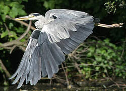 Grey Heron