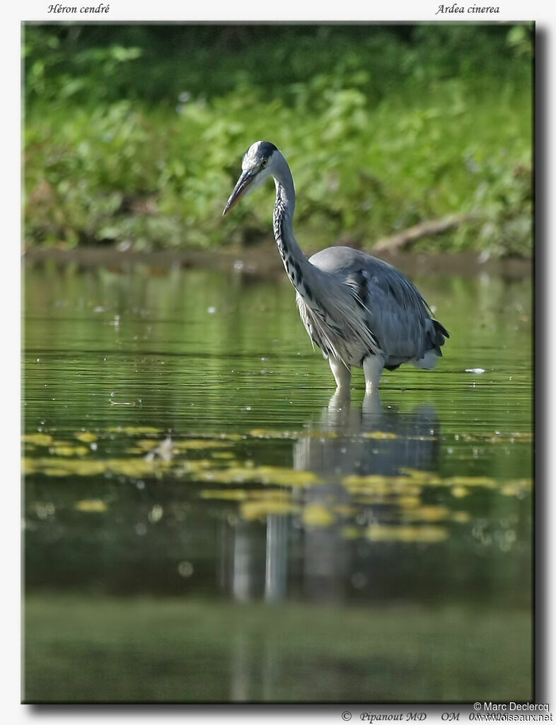 Grey Heron, Behaviour