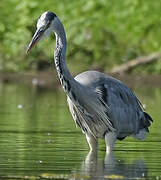 Grey Heron