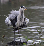 Grey Heron