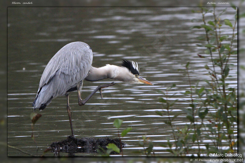 Grey Heron, identification