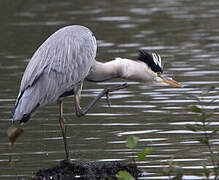 Grey Heron