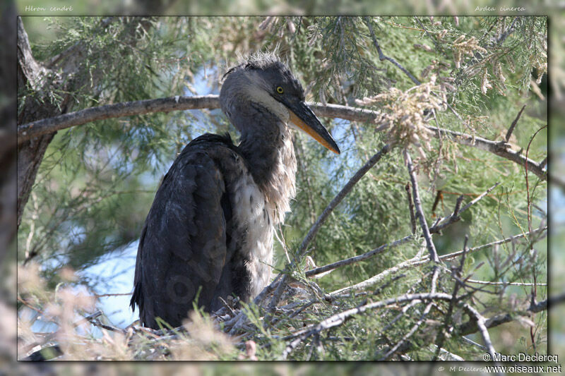 Grey Heronjuvenile