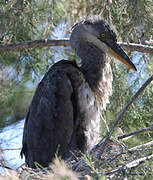 Grey Heron