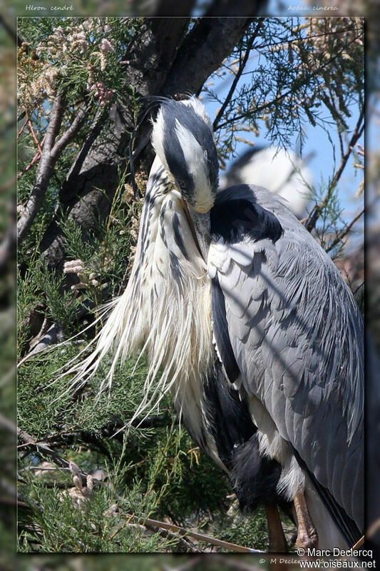 Grey Heron, identification