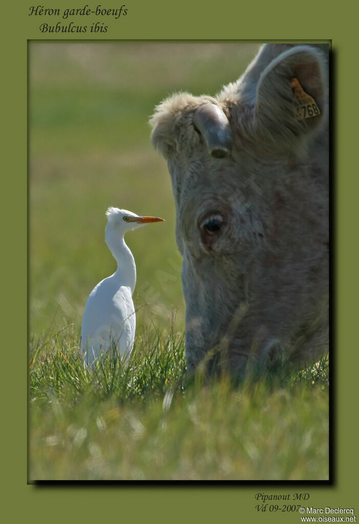 Western Cattle Egret, Behaviour