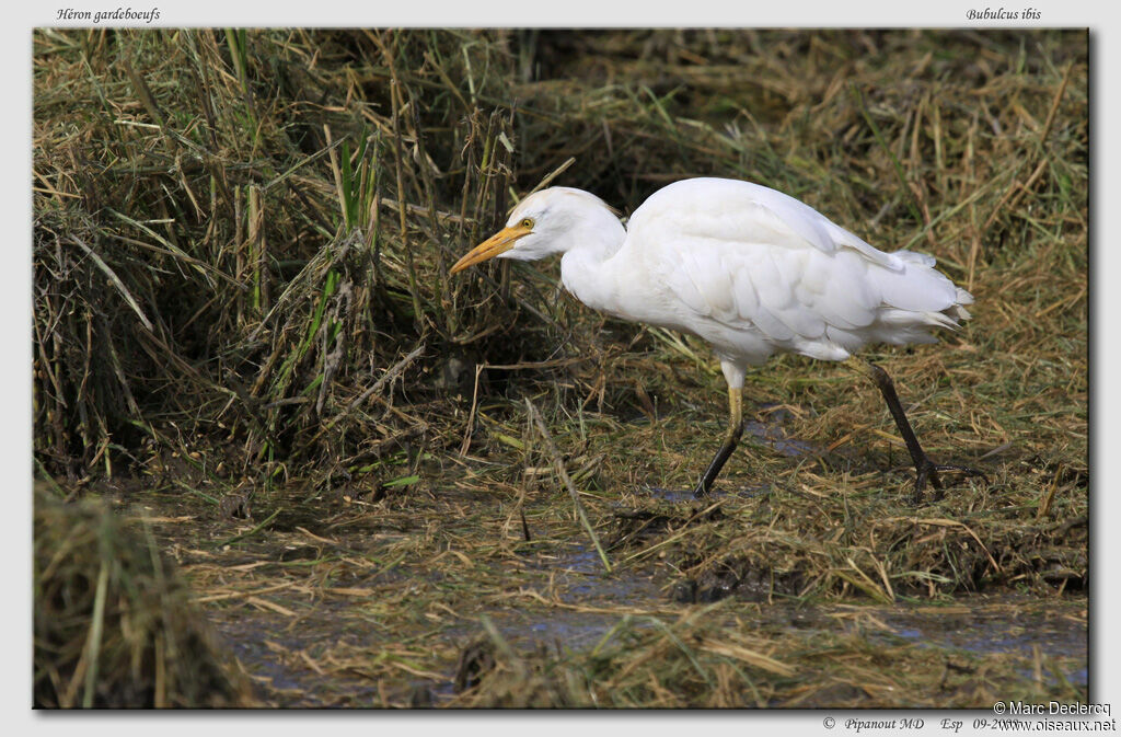 Western Cattle Egret