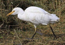 Western Cattle Egret