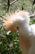 Western Cattle Egret