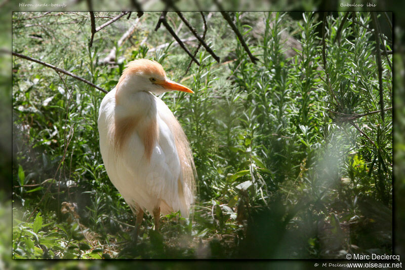 Western Cattle Egret, identification