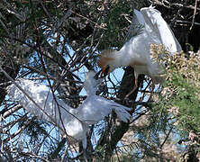 Western Cattle Egret