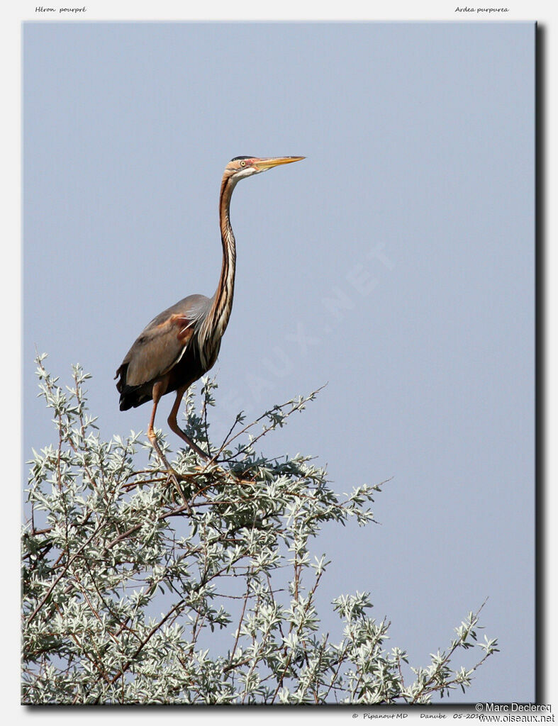 Purple Heron