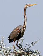 Purple Heron